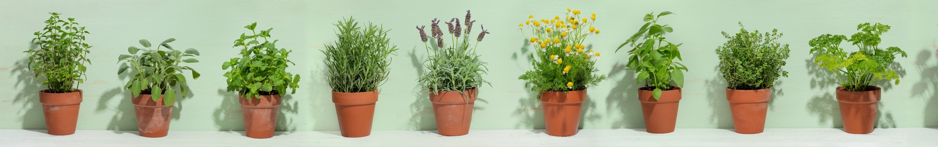 Pot picture Pot picture