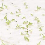What is plantable seed paper
